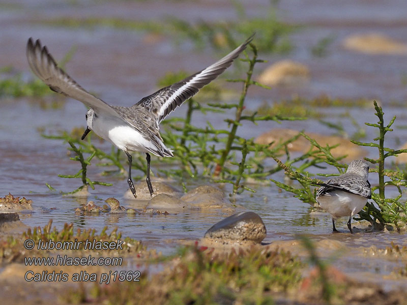 Sanderling Bécasseau Correlimos Tridáctilo Calidris alba