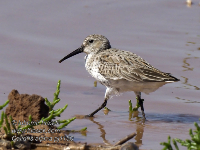 Karakarınlı kumkuşu חופית אלפינית Kärrsnäppa Calidris alpina