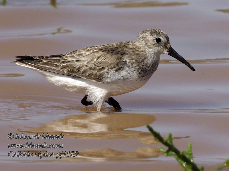 Λασποσκαλίδρα Pilrito-comum Bontstrandloper Calidris alpina