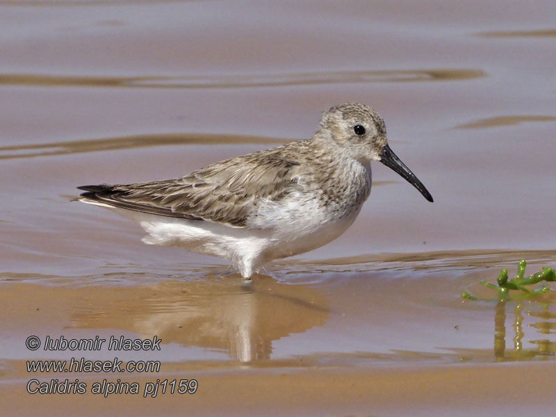 黑腹滨鹬 ハマシギ الطيطوى الداكنة 민물도요 Calidris alpina