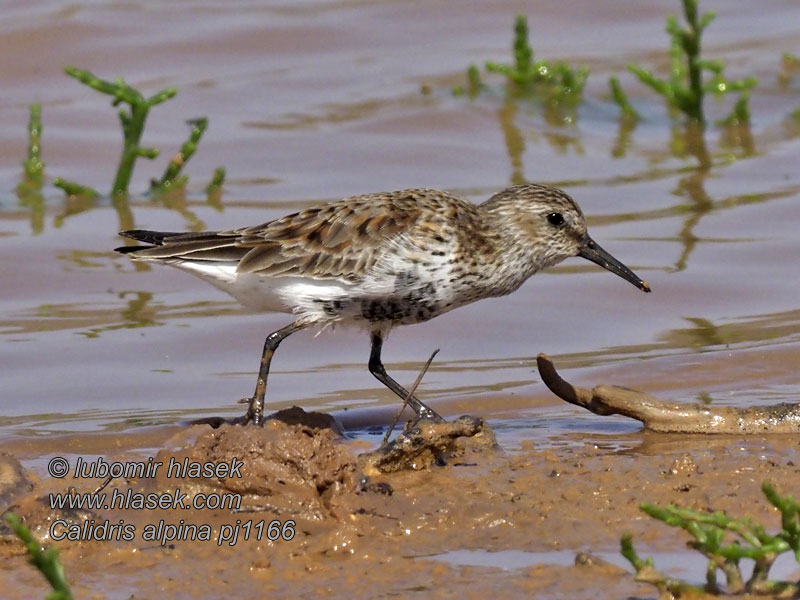 Txirri arrunt Pilro Común Choix recherche Calidris alpina