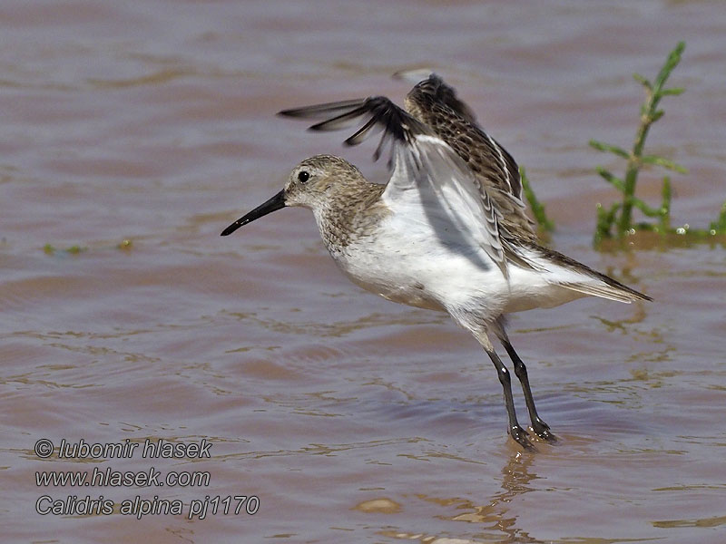 Šinca šņibītis Territ variant Calidris alpina