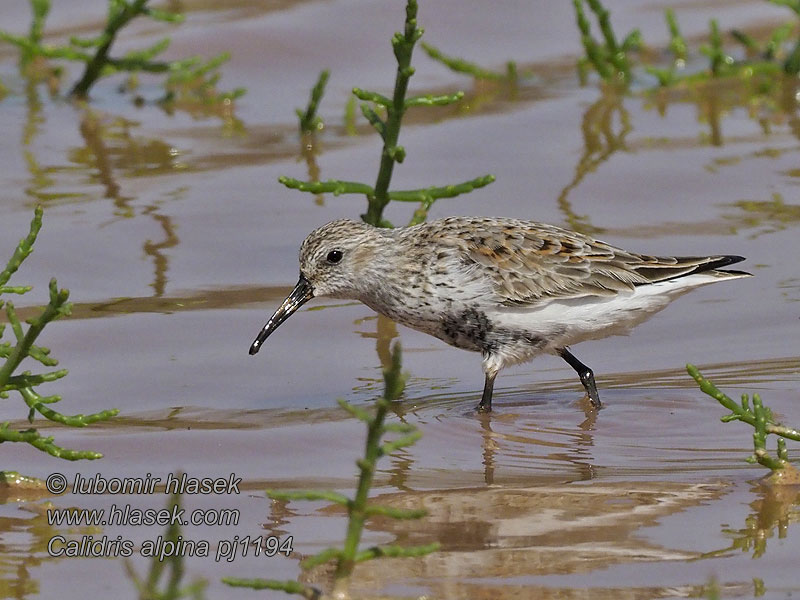 Pobrežník čiernozobý Calidris alpina