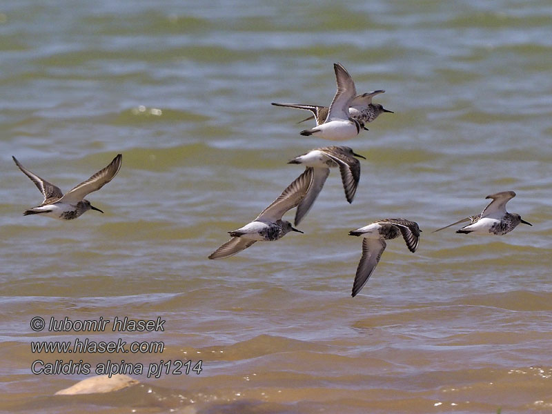 Kärrsnäppa Havasi partfutó Calidris alpina