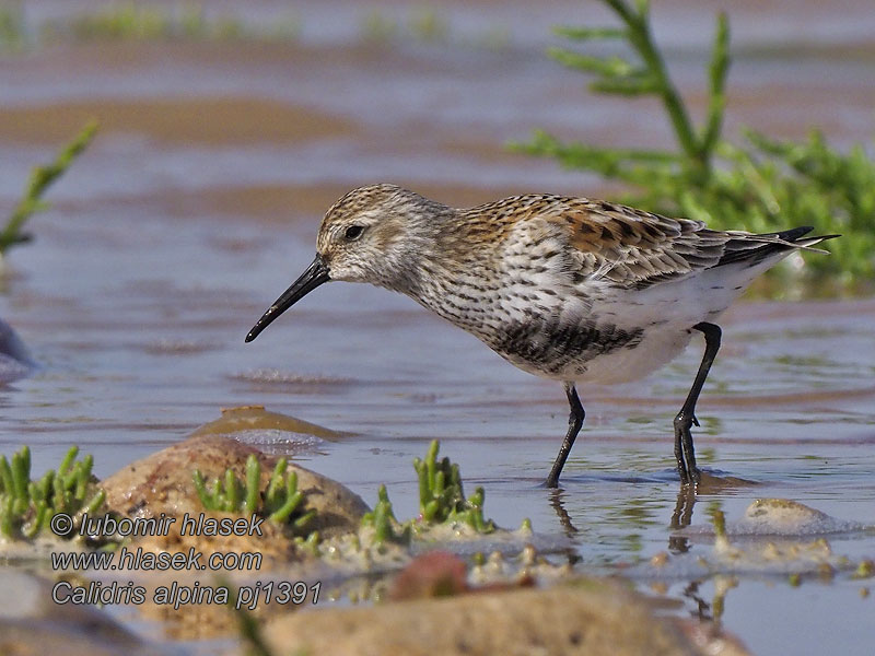 Bonte Strandloper Suosirri Myrsnipe Calidris alpina