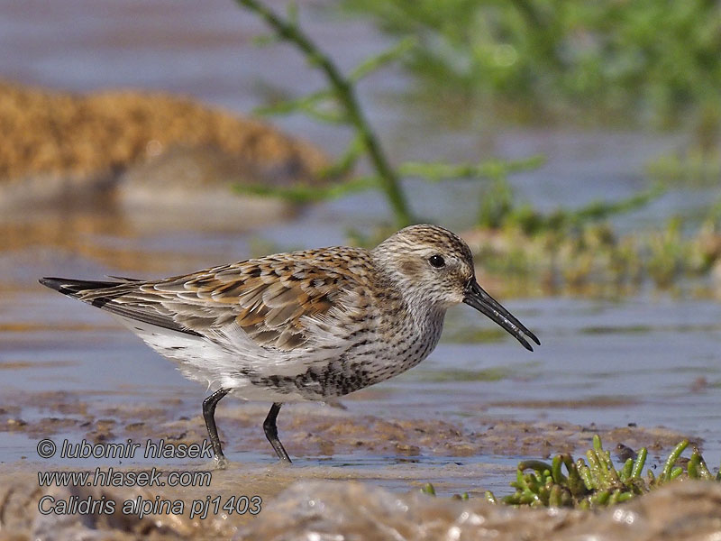 Biegus zmienny Almindelig Ryle Calidris alpina