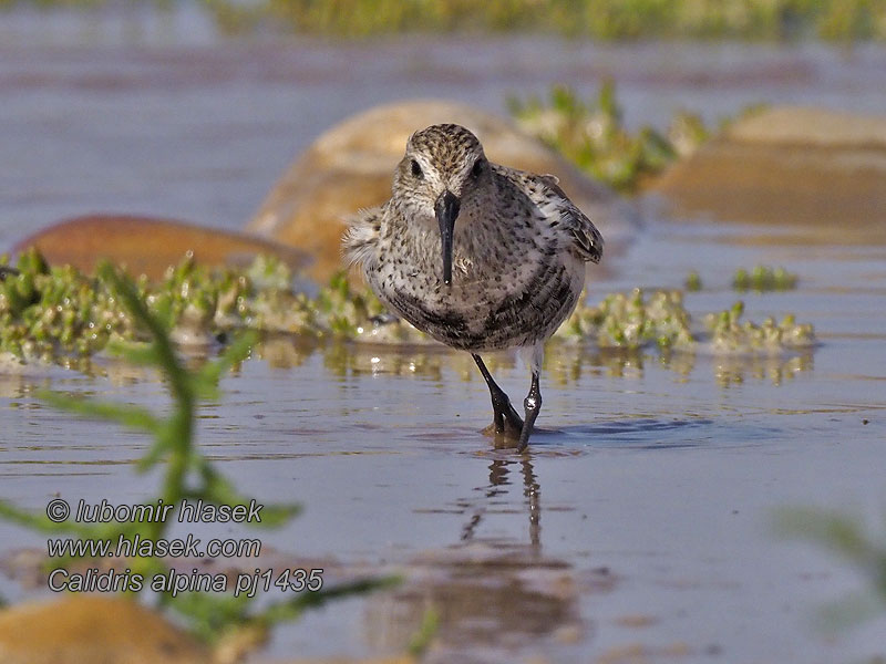 Pilrito-comum Чернозобик Calidris alpina