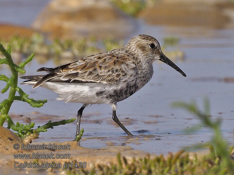 Jespák obecný Calidris alpina