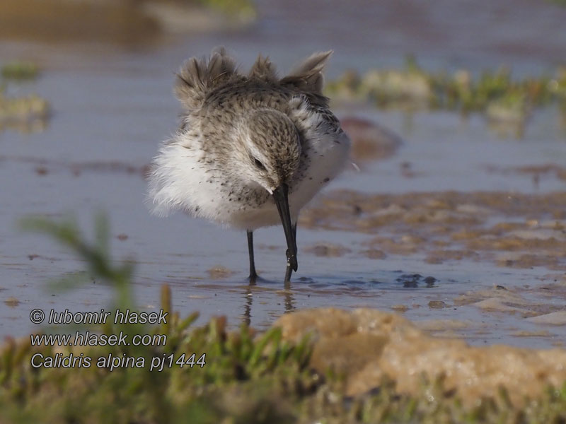 Correlimos Común Piovanello pancianera Calidris alpina