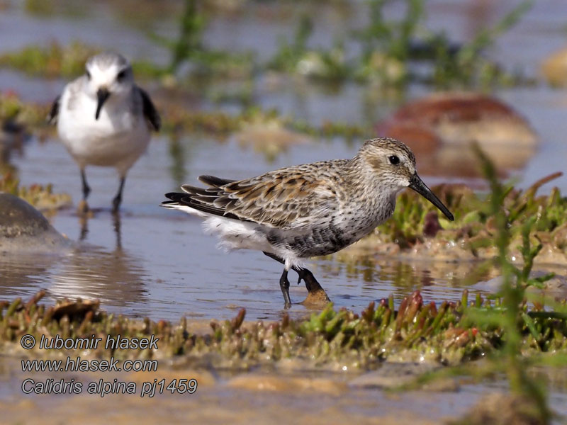 Dunlin Alpenstrandläufer Bécasseau variable Calidris alpina