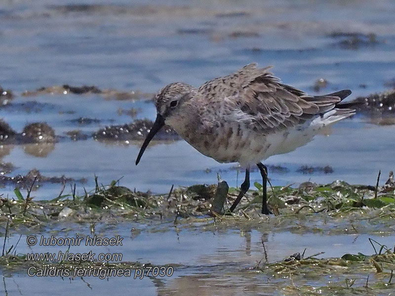 Jespák křivozobý Piovanello Pilrito-bico-comprido Calidris ferruginea