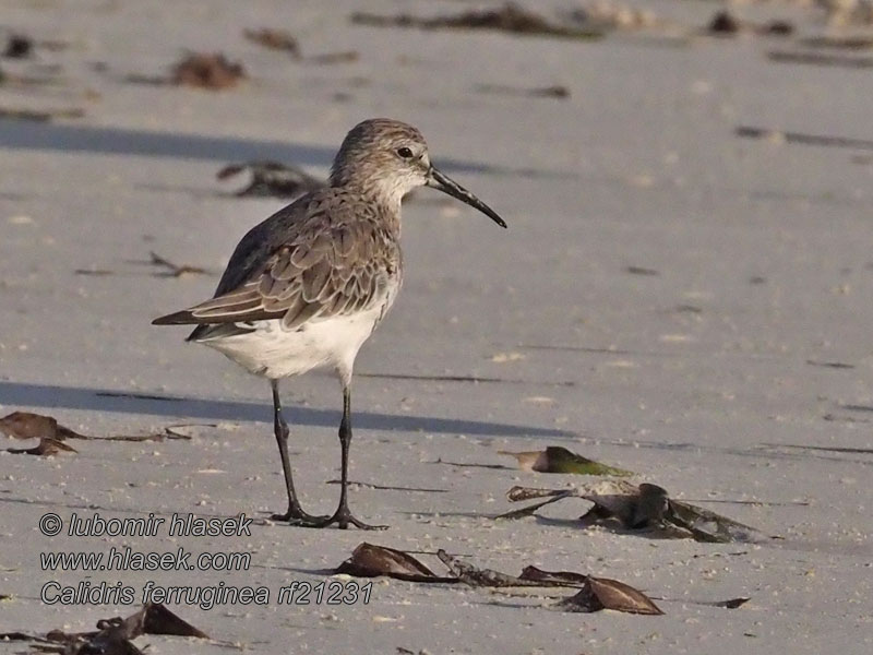 Curlew Sandpiper Sichelstrandläufer Bécasseau cocorli Correlimos Zarapitín Calidris ferruginea