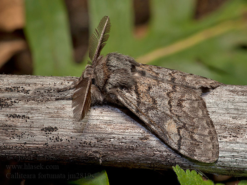 Calliteara fortunata Dasychira