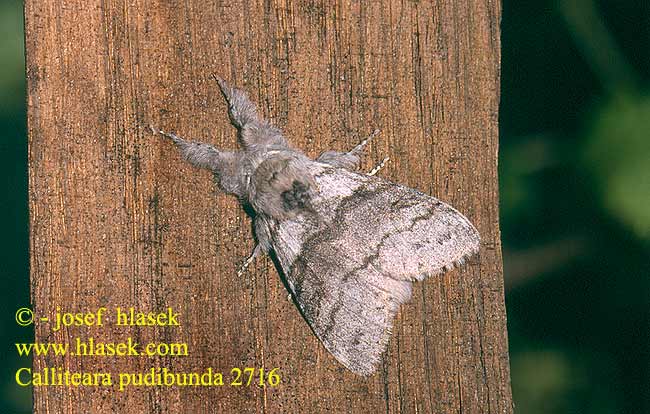 Calliteara pudibunda Pale Tussock Streckfuss Rotschwanz