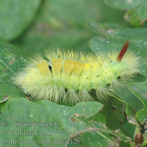 Calliteara pudibunda caterpillar Bokspinnare Pale Tussock