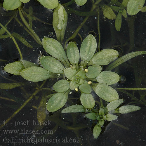 Hviezdoš močiarny Common Waterwort Vernal water-starwort