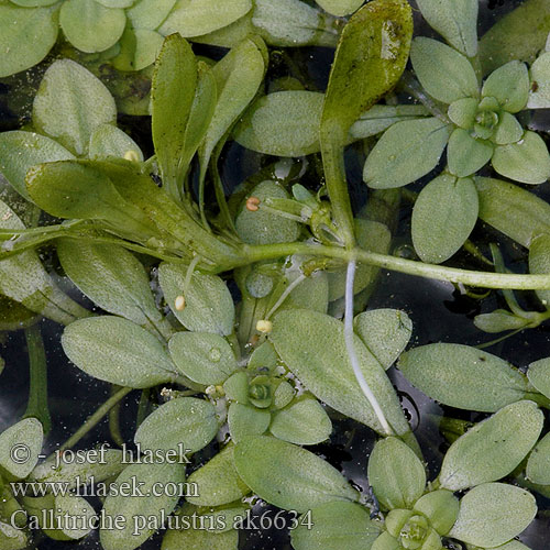 Callitriche palustris verna vernalis Hvězdoš jarní Hviezdoš močiarny