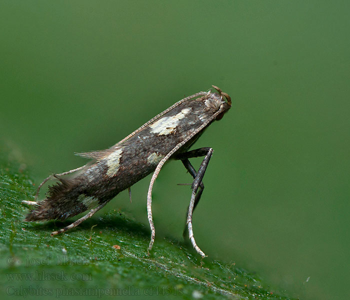 Pileurtstyltemøl Calybites phasianipennella