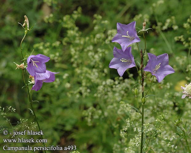 Campanula persicifolia Narrow- leaved bellflower Smalbladet Klokke