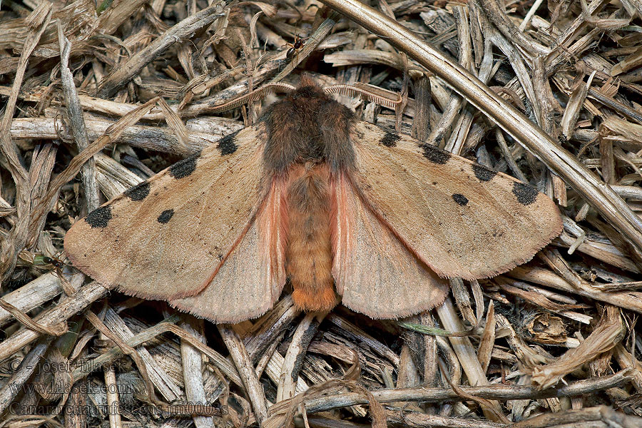 Canararctia rufescens