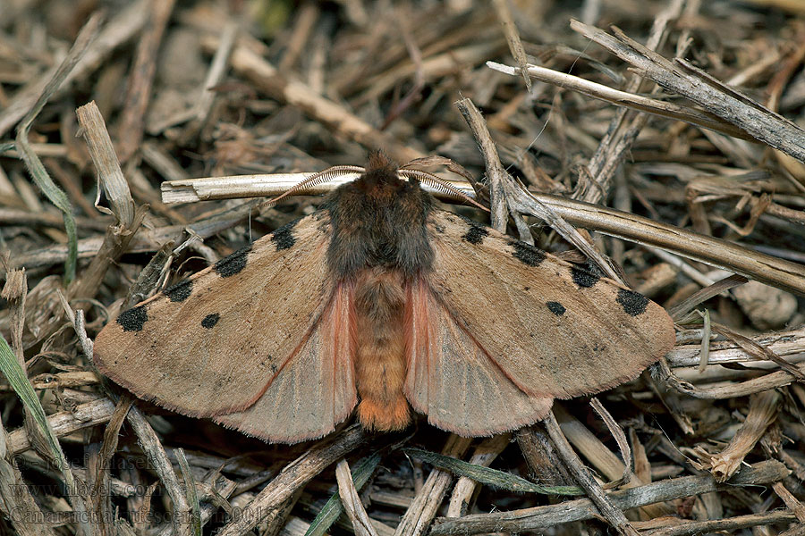 Canararctia rufescens