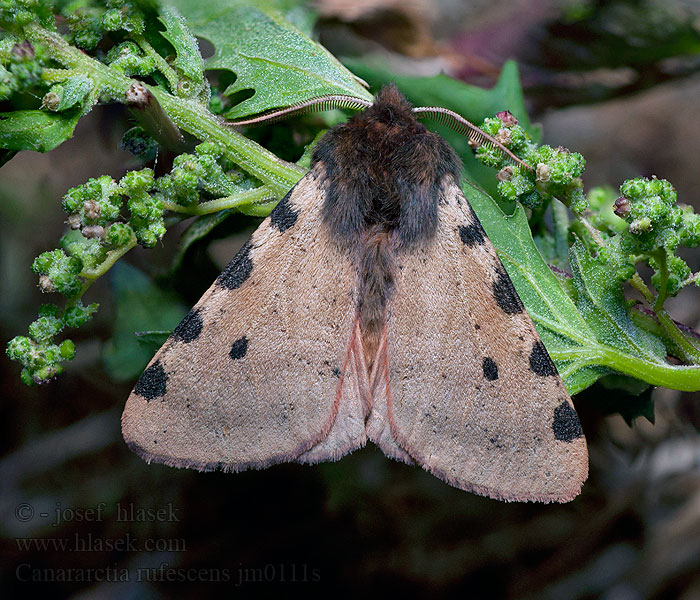 Canararctia rufescens