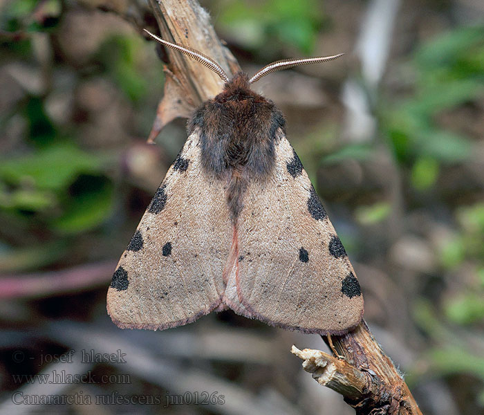 Canararctia rufescens