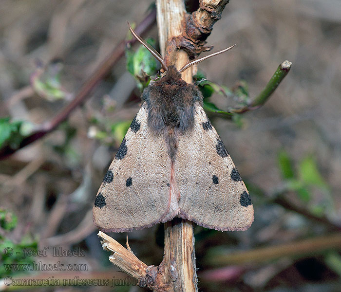 Canararctia rufescens