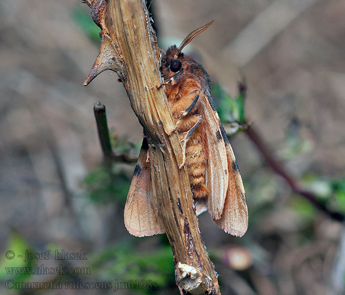 Canararctia rufescens