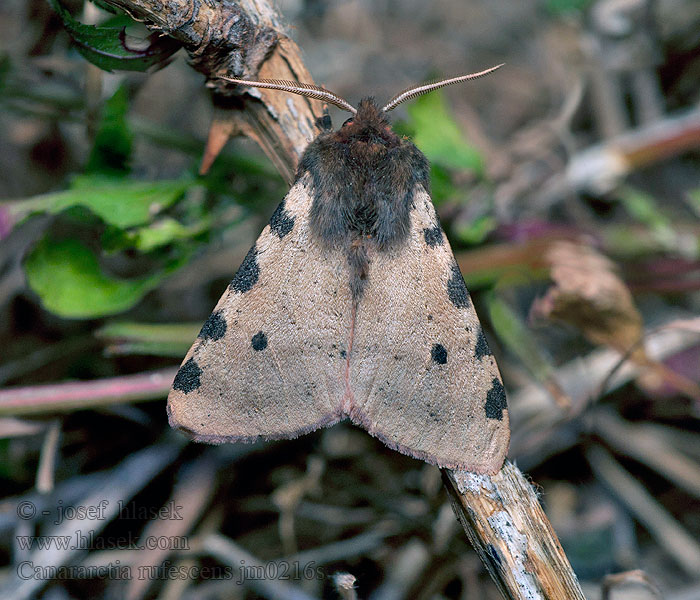 Canararctia rufescens