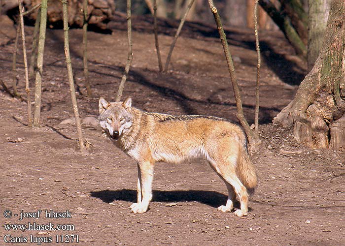 Canis lupus Grey Wolf Ulv Susi loups gris Lobo