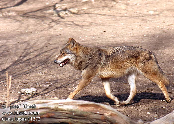 Canis lupus vlk dravý obyčajný obecný Varg ذئب رمادي