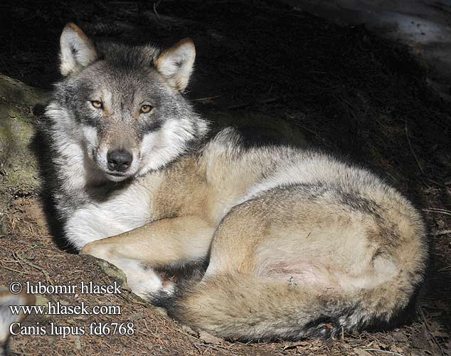 Grey Wolf Ulv Susi loups gris Lobo Lupo farkas wilk