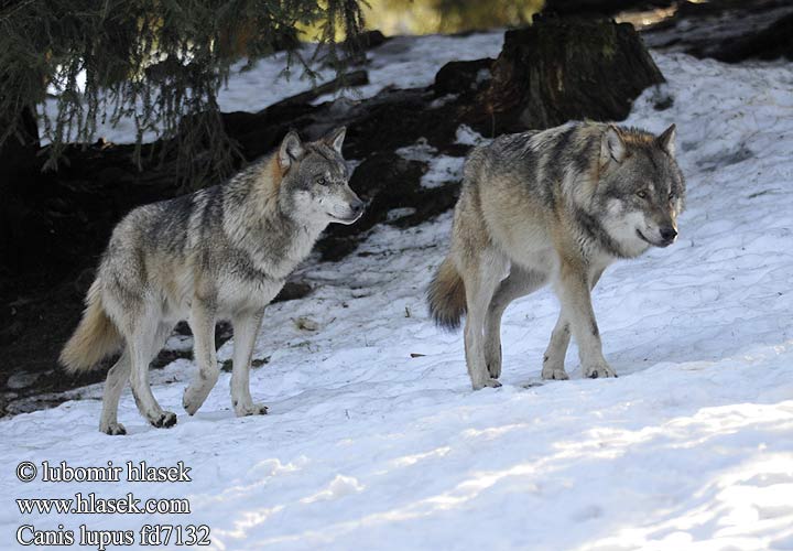 Loup loups gris Lobo Lupo farkas wilk vlk dravý obyčajný