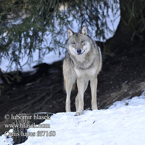 Canis lupus fd7160