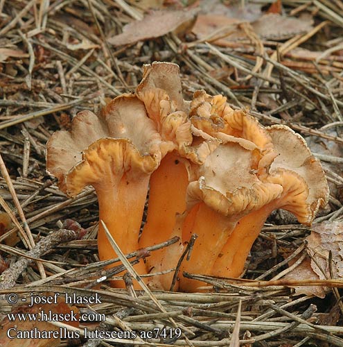 Cantharellus lutescens ac7419