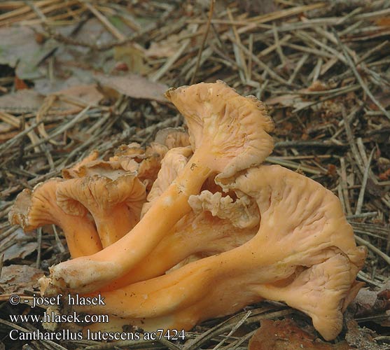 Cantharellus lutescens ac7424