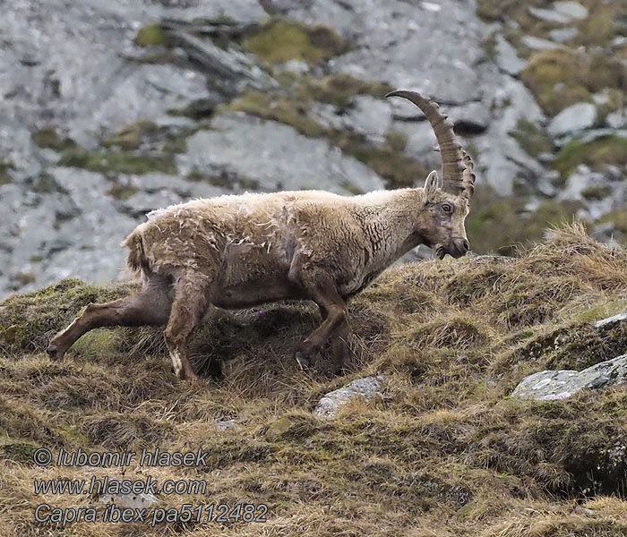 Capra ibex Alpensteinbock Альпийский горный козёл