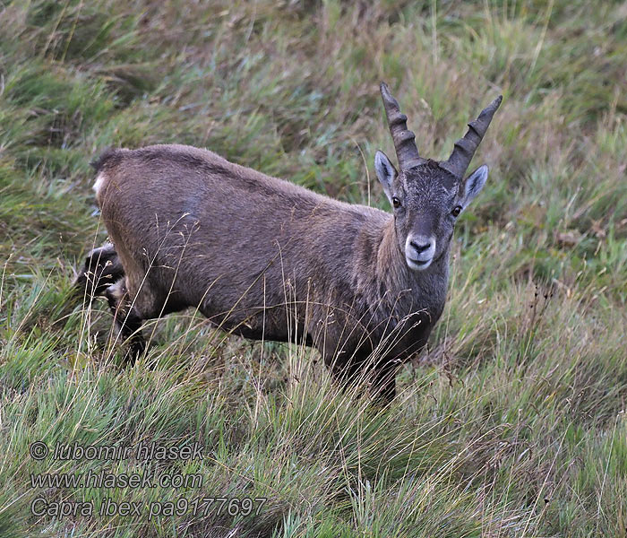 Capra ibex 羱羊 Vuorikauris Stambecco Alp