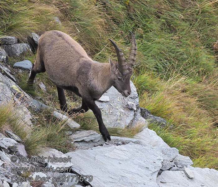 Kozorožec horský alpský Capra ibex