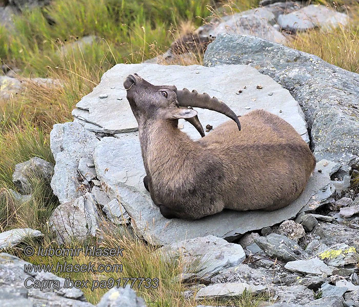 Альпийский горный козёл Koziorożec alpejski Capra ibex