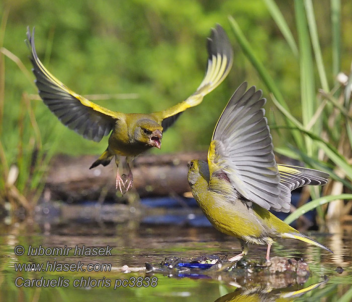 ירקון Carduelis chloris