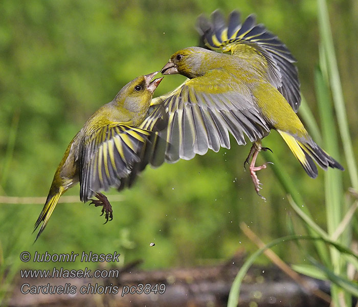 Зеленяк ירקון Carduelis chloris