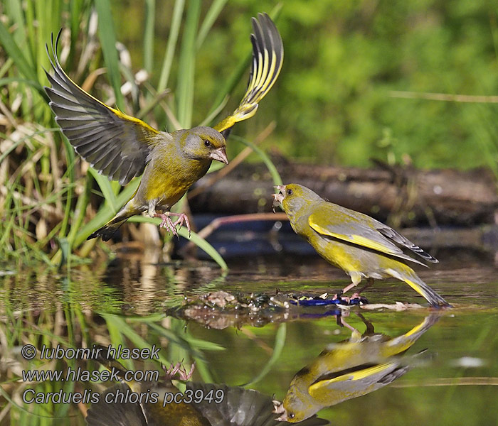 Verdilhão-comum Зеленяк ירקון Carduelis chloris