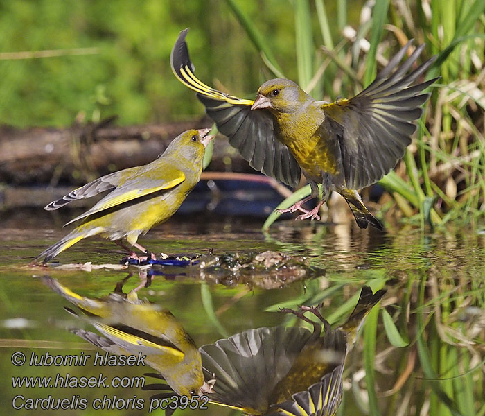 オオカワラヒワ الخضيري Φλώρος Carduelis chloris