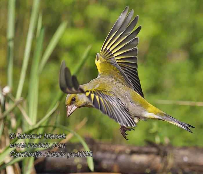 Зеленушка Carduelis chloris