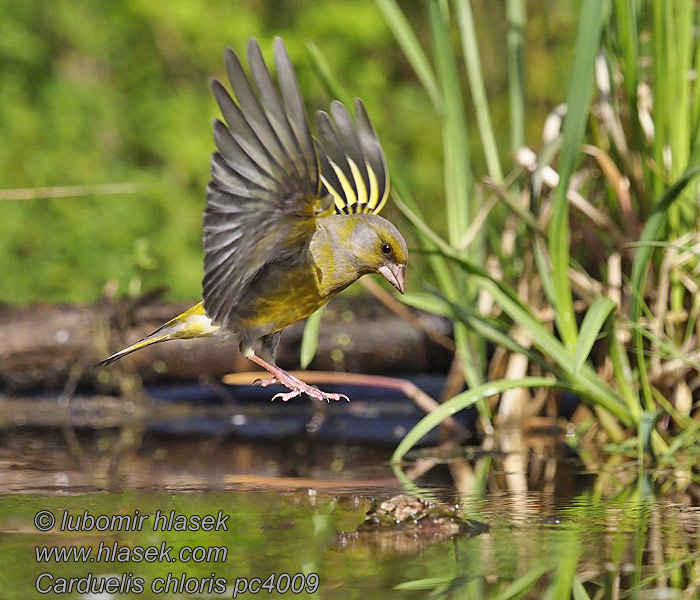 Grønirisk Grønnfink Grönfink Carduelis chloris