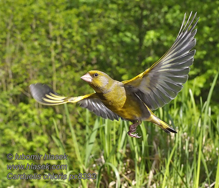 Verdilhao Zalžubite Rohevint Carduelis chloris