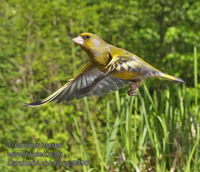 Zelienka obyčajná Stehlík zelený Carduelis chloris