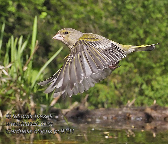 Verdone Viherpeippo Zöldike Grönfink Florya Carduelis chloris